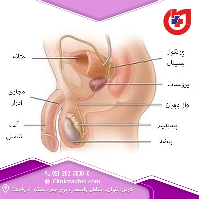اندازه نرمال آلت تناسلی مرد و ارتباط آن با لذت جنسی