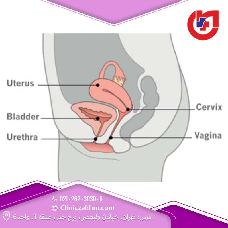 آناتومی دستگاه تناسلی زنان