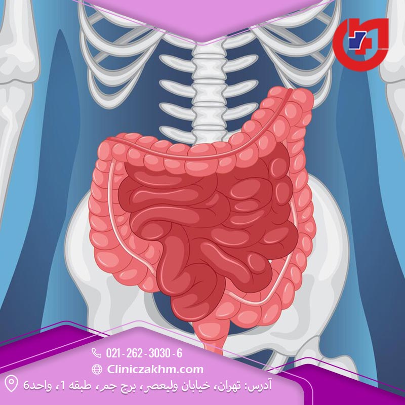 نقش روده بزرگ در بدن چیست